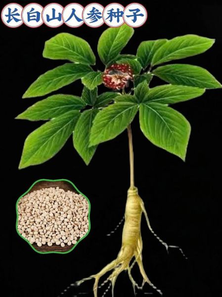 人参种植前景怎么样_人参种植赚钱吗