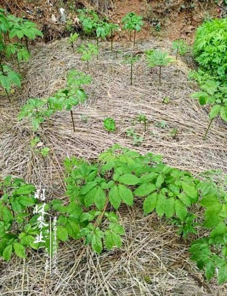 人参种植前景怎么样_人参种植赚钱吗