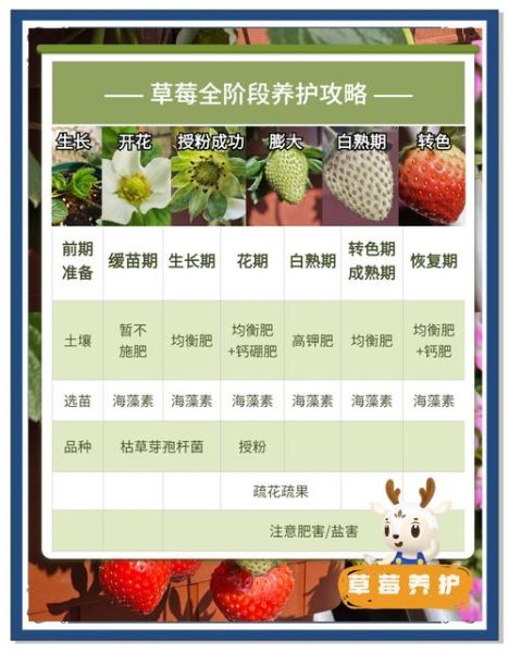 草莓种植前景如何_草莓市场未来五年趋势