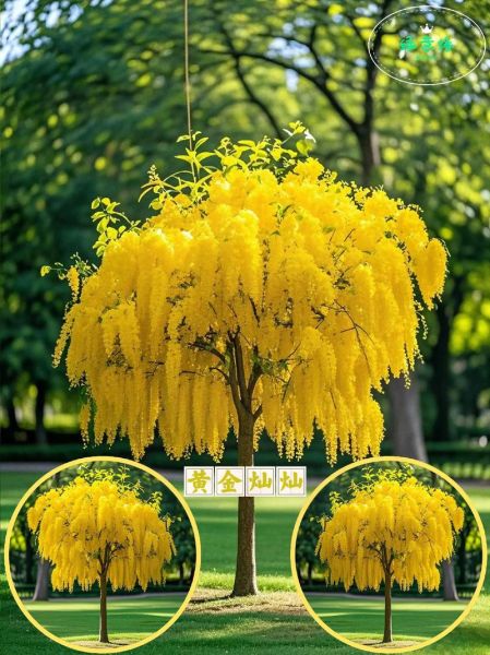 流苏树前景怎么样_流苏树种植前景如何