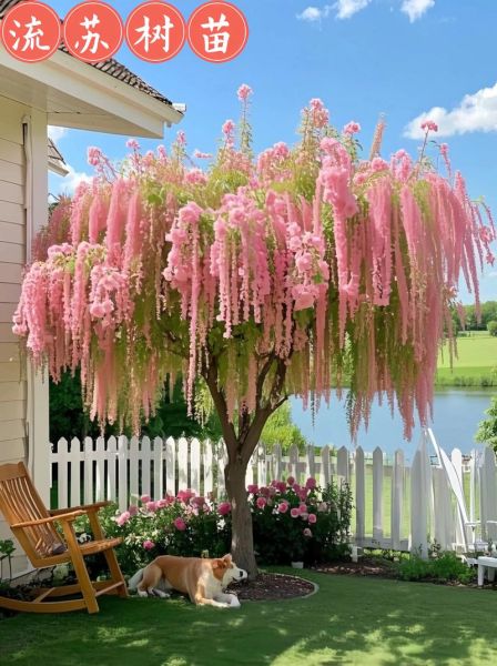 流苏树前景怎么样_流苏树种植前景如何