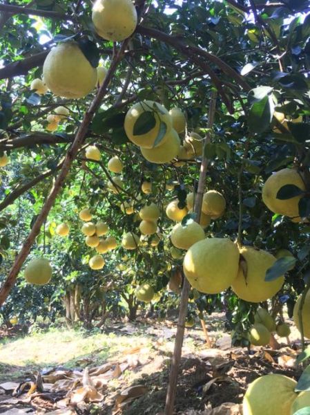 柚子前景怎么样_柚子种植赚钱吗