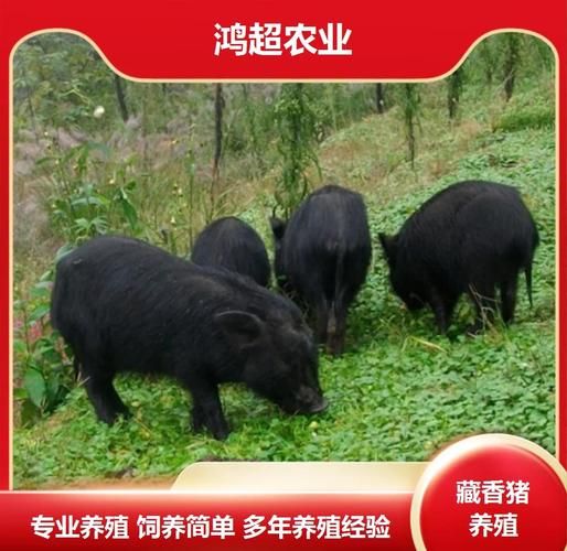 香猪养殖赚钱吗_香猪市场前景怎么样