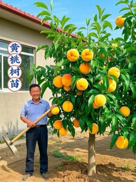 黄桃种植前景怎么样_黄桃市场未来五年趋势