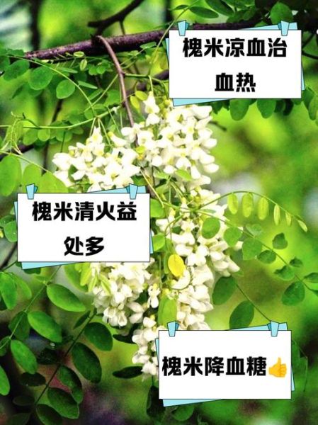 槐米前景怎么样_槐米种植赚钱吗