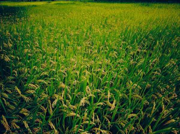 稻香前景怎么样_稻香行业未来五年趋势