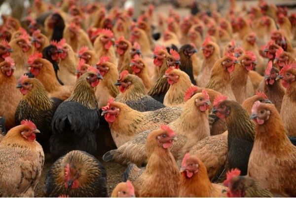 肉鸡养殖前景怎么样_2024年肉鸡行情预测
