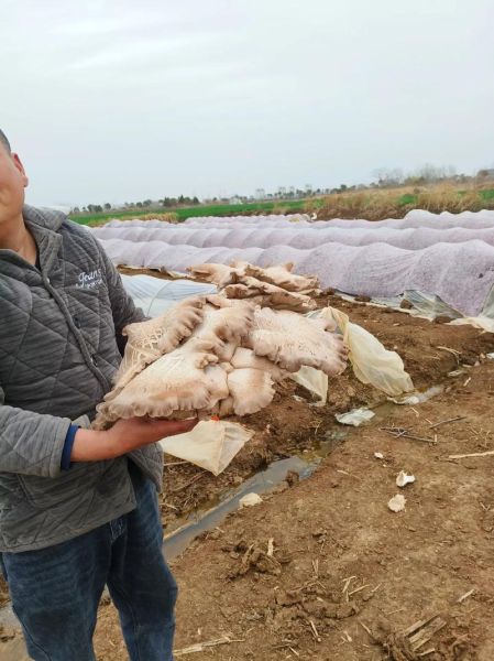 蘑菇种植赚钱吗_2024年蘑菇市场前景如何