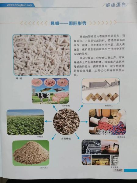 蝇蛆养殖前景如何_蝇蛆养殖赚钱吗