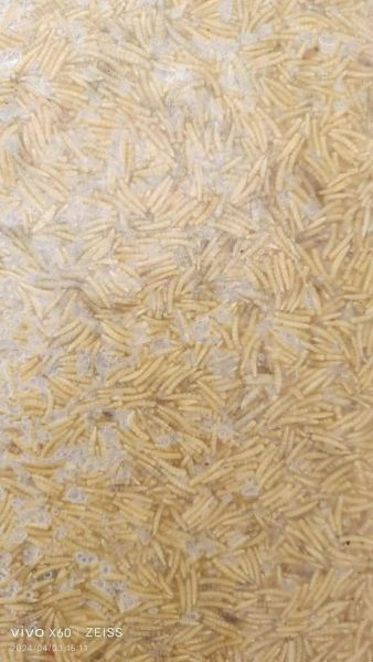 蝇蛆养殖前景如何_蝇蛆养殖赚钱吗