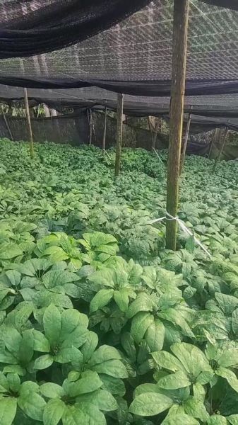 三七种植赚钱吗_三七市场前景怎么样