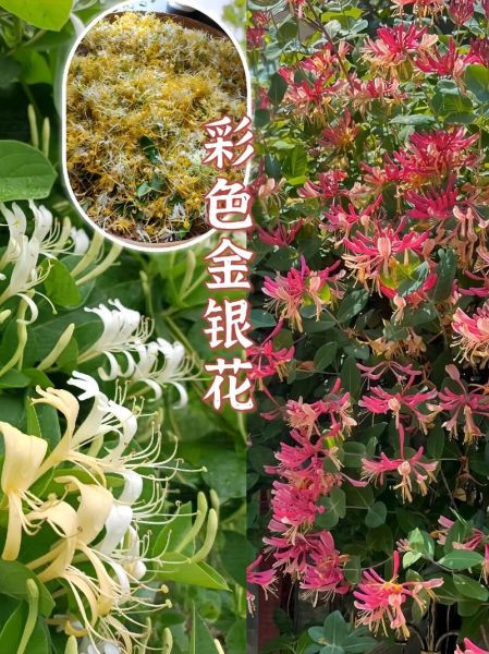 金银花种植赚钱吗_金银花市场前景如何