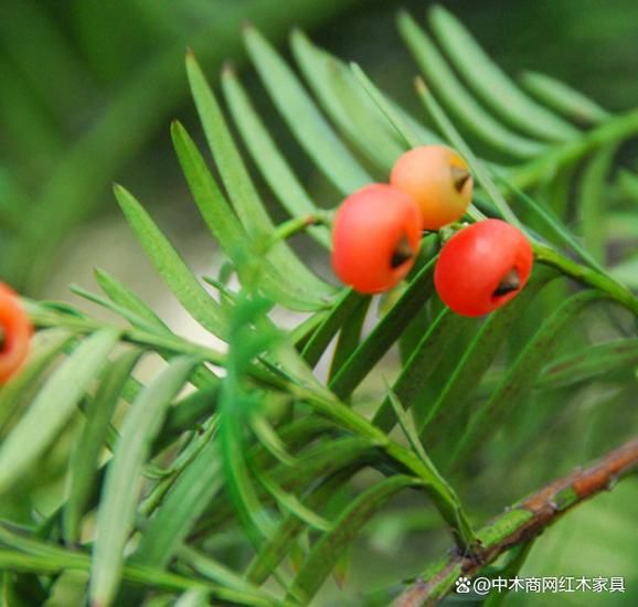 红豆杉种植前景怎么样_红豆杉药用价值有哪些