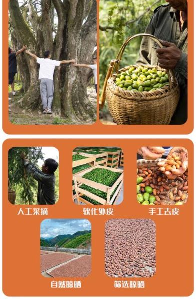 香榧种植前景怎么样_香榧价格走势如何