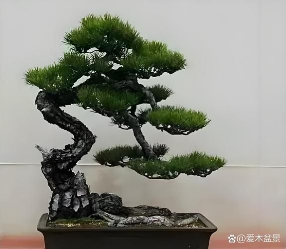盆景前景怎么样_盆景行业发展趋势