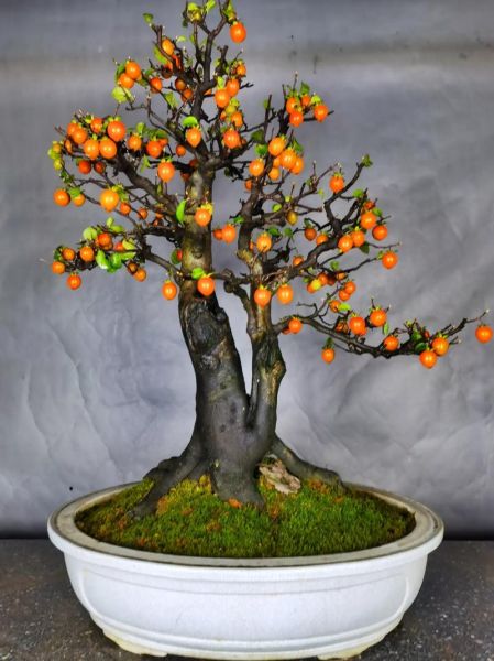 盆景前景怎么样_盆景行业发展趋势