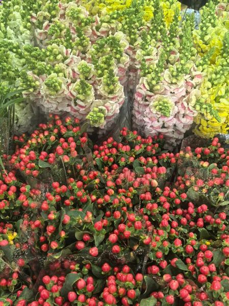 鲜切花前景怎么样_2024年还能赚钱吗