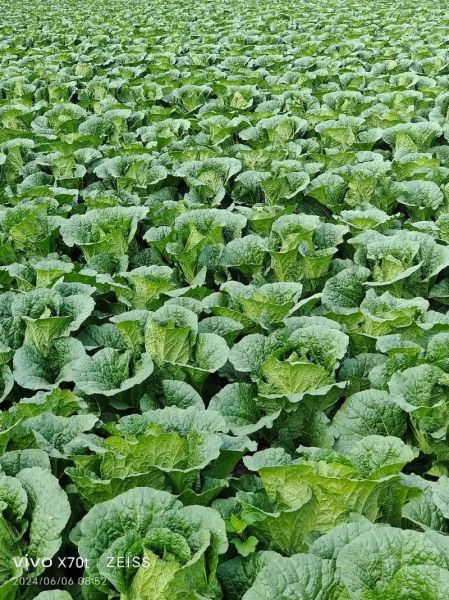 2017年大白菜价格走势_种大白菜赚钱吗