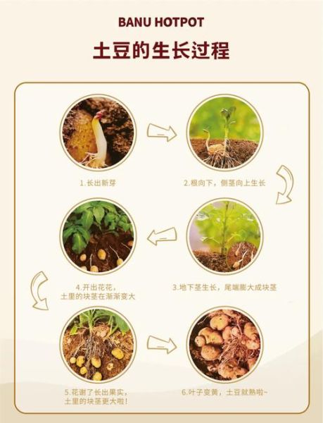 土豆种植前景如何_土豆价格走势预测