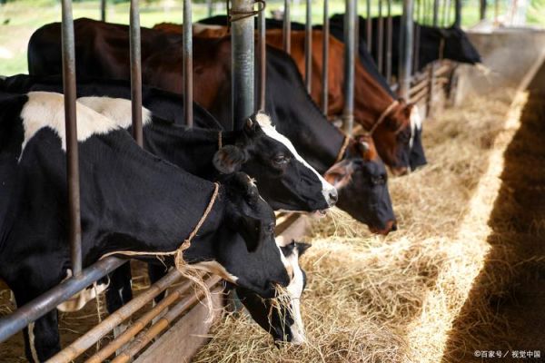 中国养牛前景怎么样_2025年养牛赚钱吗