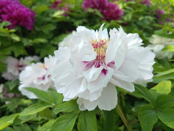 花卉种植前景怎么样_2024年种什么花最赚钱