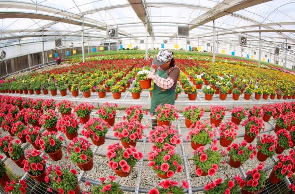 花卉种植前景怎么样_2024年种什么花最赚钱