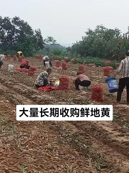 地黄种植前景如何_地黄未来市场趋势