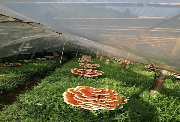 灵芝市场前景怎么样_灵芝种植赚钱吗