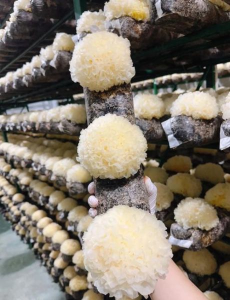 银耳种植赚钱吗_银耳市场前景如何