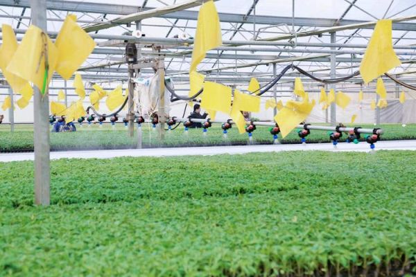 蔬菜产业前景怎么样_2024年蔬菜种植赚钱吗