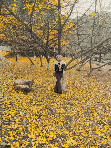 银杏树种植前景如何_银杏叶提取物市场潜力大吗