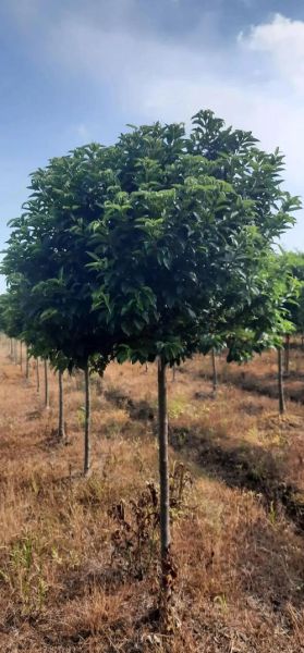 2016苗木行情怎么样_苗木种植前景如何