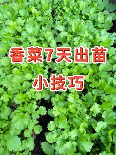 香菜种植前景怎么样_香菜价格走势如何