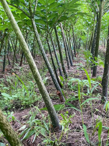 魔芋种植前景怎么样_魔芋深加工有哪些商机