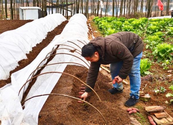 红薯种植前景怎么样_红薯深加工赚钱吗
