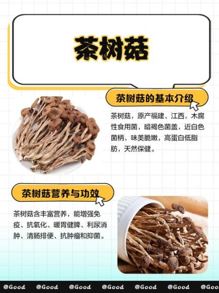 茶树菇种植前景怎么样_茶树菇市场销路好吗