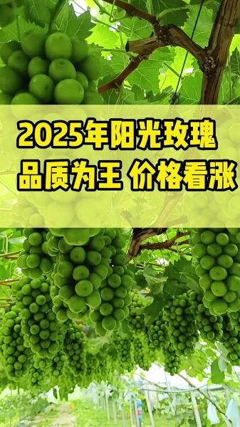 葡萄种植前景怎么样_2024年葡萄价格走势