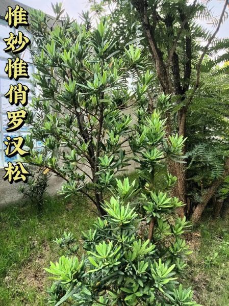 罗汉松前景怎么样_罗汉松值得投资吗