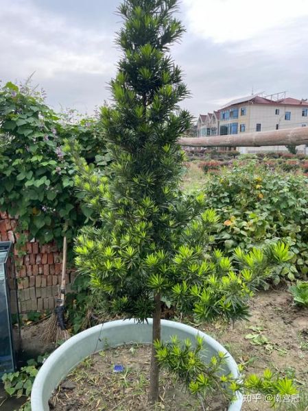 罗汉松前景怎么样_罗汉松值得投资吗