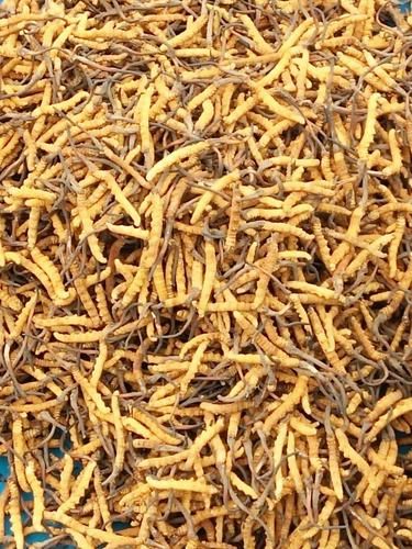 虫草前景怎么样_虫草种植赚钱吗