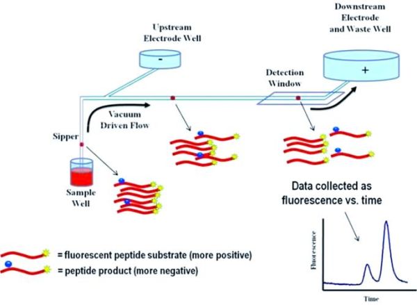 生物芯片前景怎么样_生物芯片应用领域有哪些