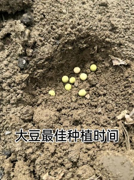 绿豆前景怎么样_2024年种植还能赚钱吗