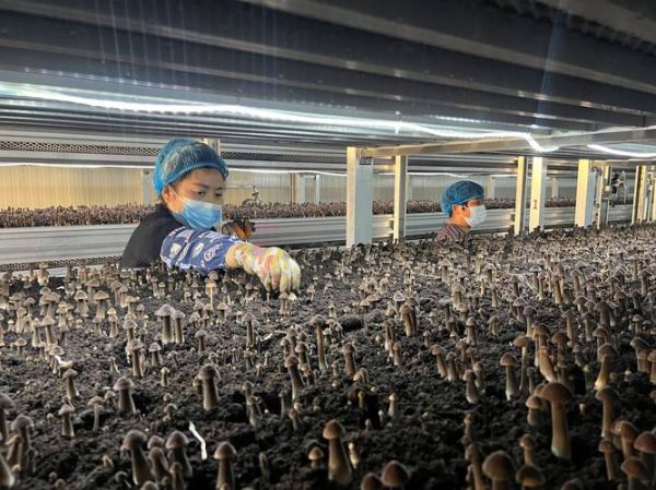 食用菌行业前景怎么样_食用菌种植赚钱吗