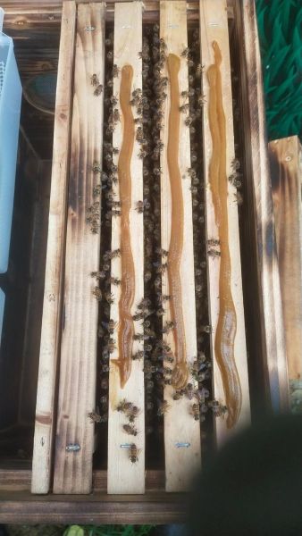 中国养蜂前景怎么样_2024年养蜂赚钱吗