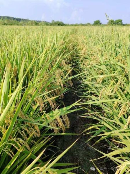 水稻种植前景怎么样_未来水稻种植赚钱吗
