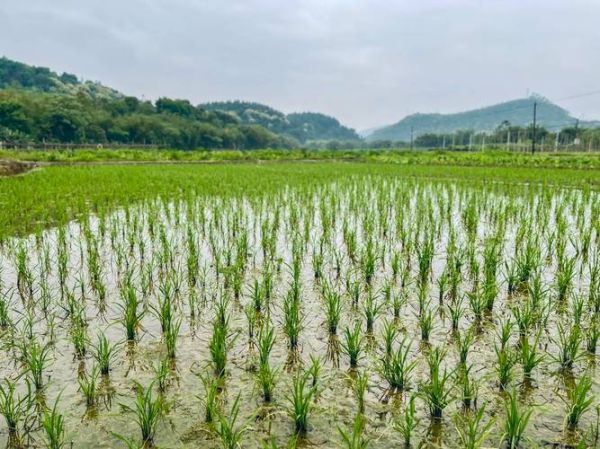 水稻种植前景怎么样_未来水稻种植赚钱吗