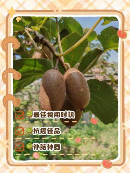 弥猴桃种植前景怎么样_弥猴桃市场销路如何