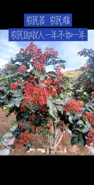 花椒市场前景如何_花椒种植赚钱吗