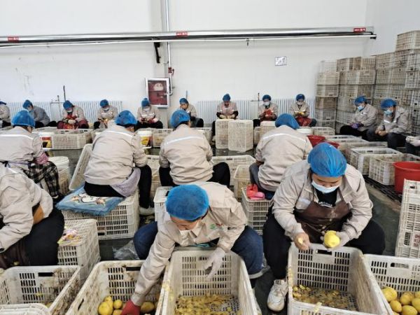 马铃薯加工前景如何_马铃薯深加工赚钱吗