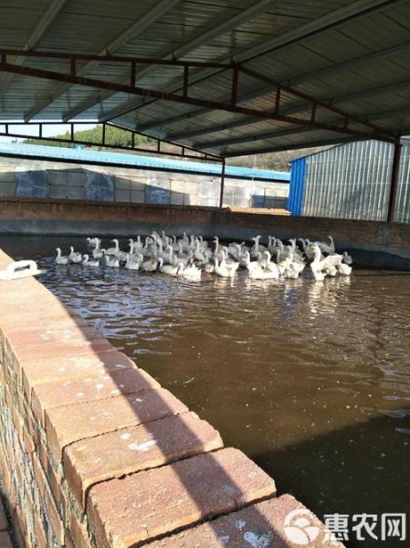 肉鹅养殖2015前景怎么样_2015肉鹅养殖赚钱吗